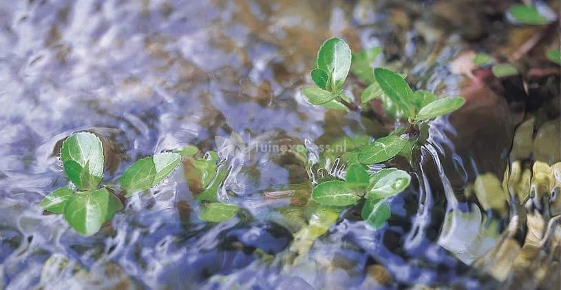 Oase Vitronic 24 W UVC-filter - Afbeelding 3