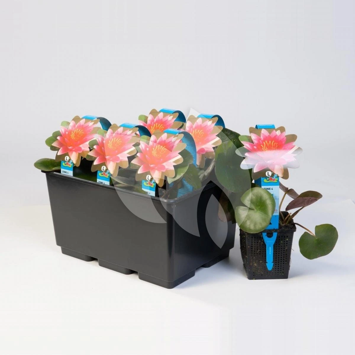 Gele Plomp (Nuphar Lutea) Waterlelie - Afbeelding 2