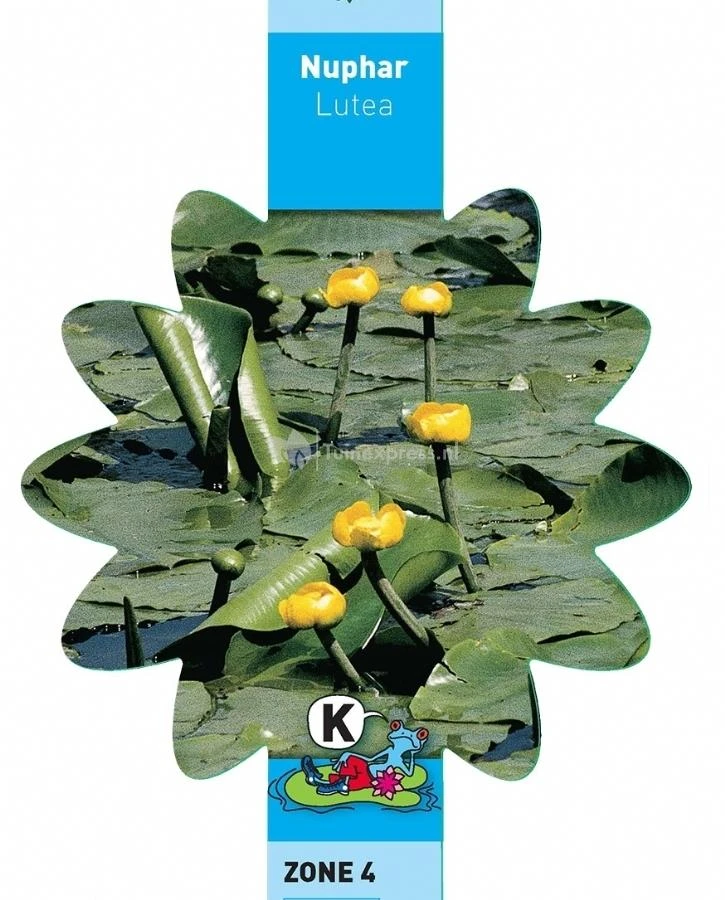 Gele Plomp (Nuphar Lutea) Waterlelie - Afbeelding 3
