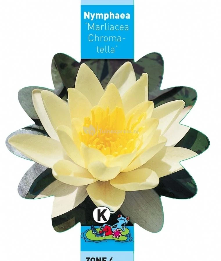 Gele Waterlelie (Nymphaea “Marliacea Chromatella”) Waterlelie - Afbeelding 3
