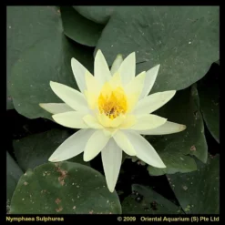 Gele Waterlelie (Nymphaea Sulphurea) Waterlelie