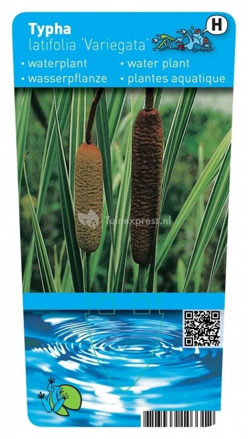 Grote Bonte Lisdodde (Typha Latifolia “variegata”) Moerasplant - Afbeelding 2