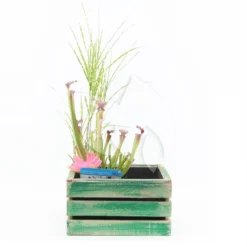 Mini Vijver In Houten Kistje Groen