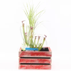 Mini Vijver In Houten Kistje Rood