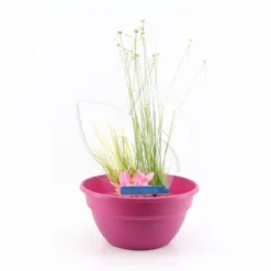 Mini Vijver Kunststof Roze