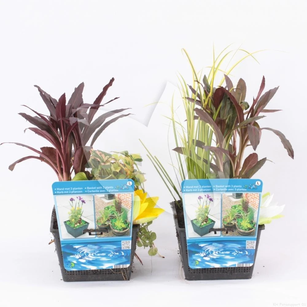 Mix Waterplanten In Vijvermand - Afbeelding 2