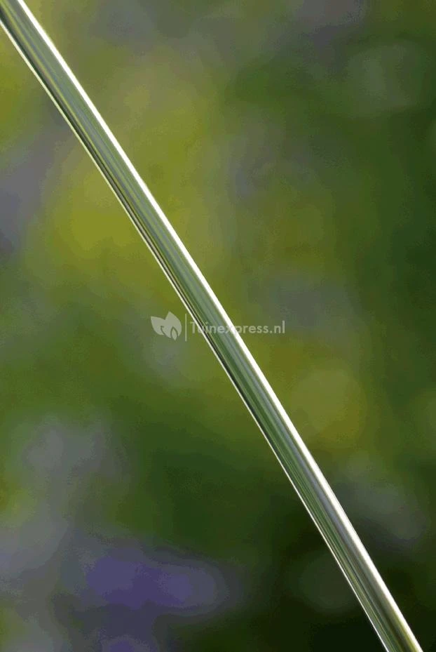 OASE Water Jet Lightning Fontein - Afbeelding 4