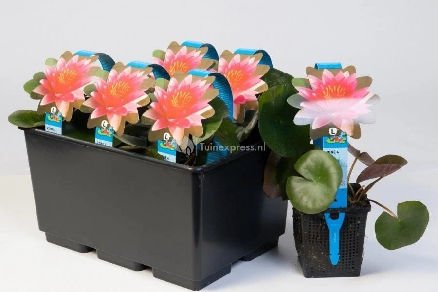 Rode Waterlelie (Nymphaea Charles De Meurville) Waterlelie - Afbeelding 2