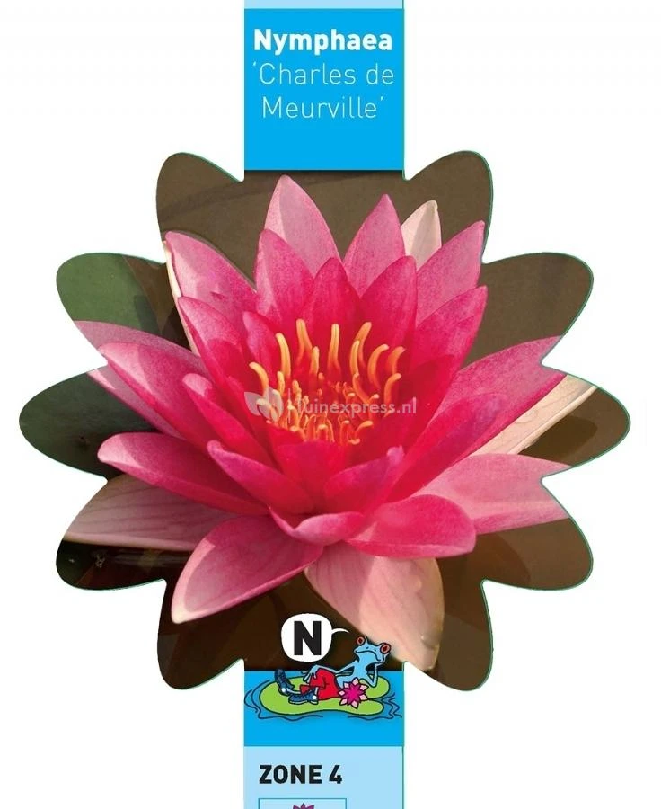 Rode Waterlelie (Nymphaea Charles De Meurville) Waterlelie - Afbeelding 3