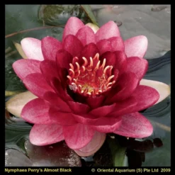 Rode Waterlelie (Nymphaea Perry Almost Black) Waterlelie