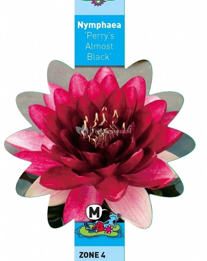 Rode Waterlelie (Nymphaea Perry Almost Black) Waterlelie - Afbeelding 3