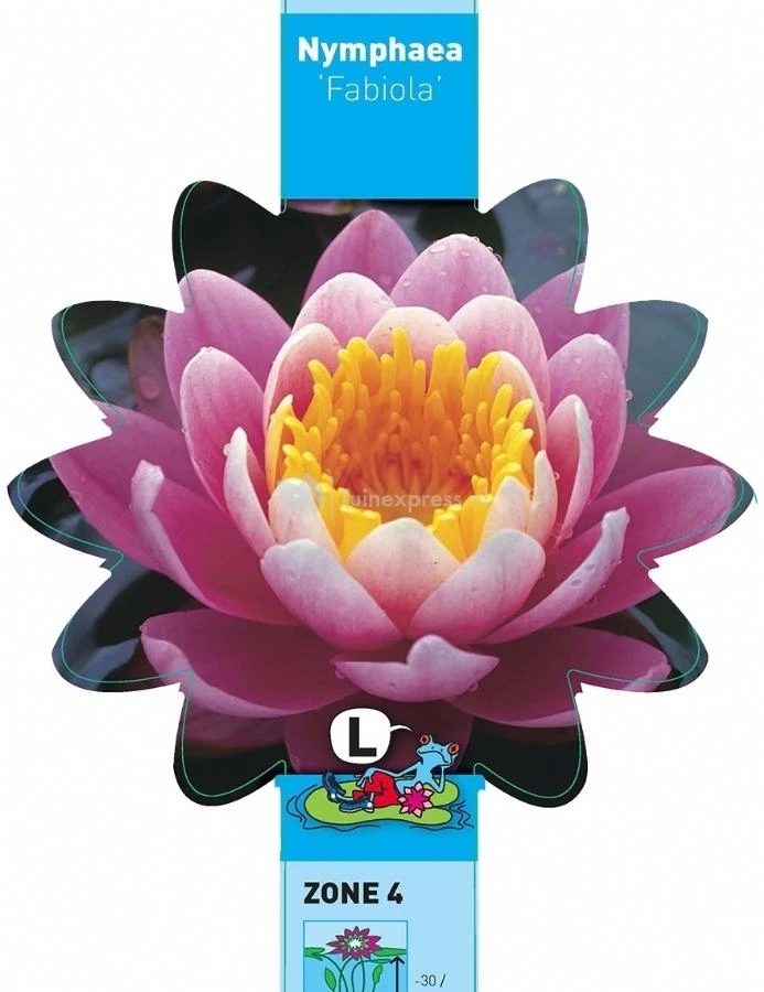 Roze Waterlelie (Nymphaea Fabiola) Waterlelie - Afbeelding 3