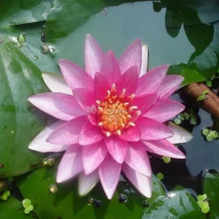 Roze Waterlelie (Nymphaea Madame Wilfron Gonnère) Waterlelie