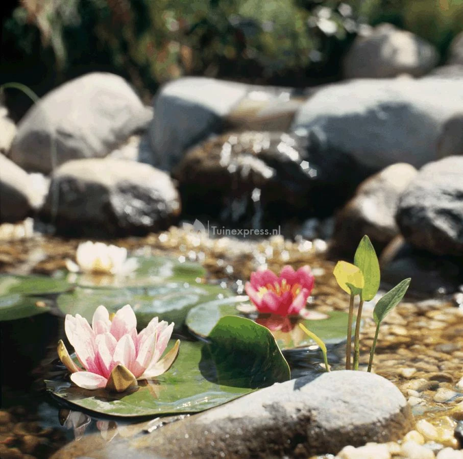 Voorgevormde Vijver PE 750 - Afbeelding 2