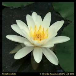 Witte Waterlelie (Nymphaea Alba) Waterlelie