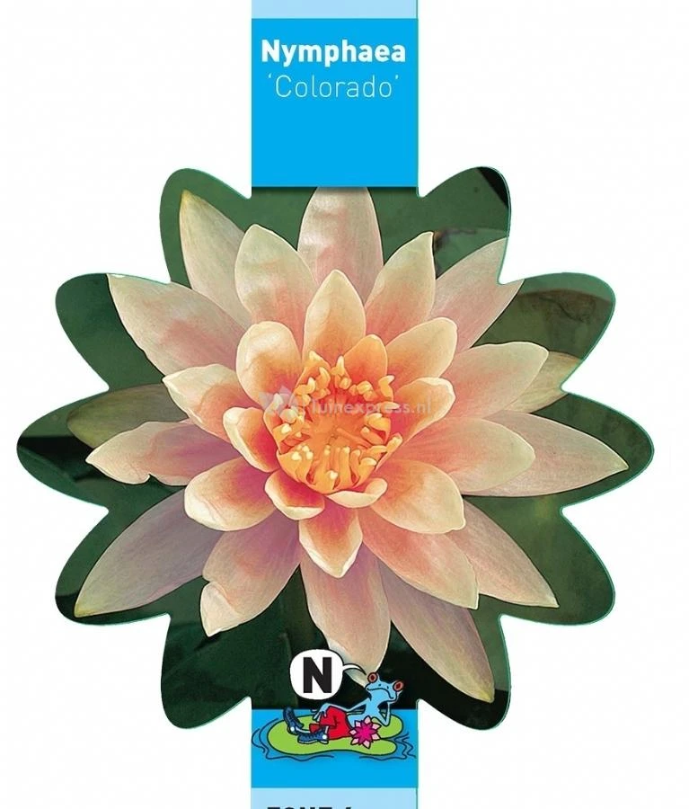 Zalmroze Waterlelie (Nymphaea Colorado) Waterlelie - Afbeelding 3